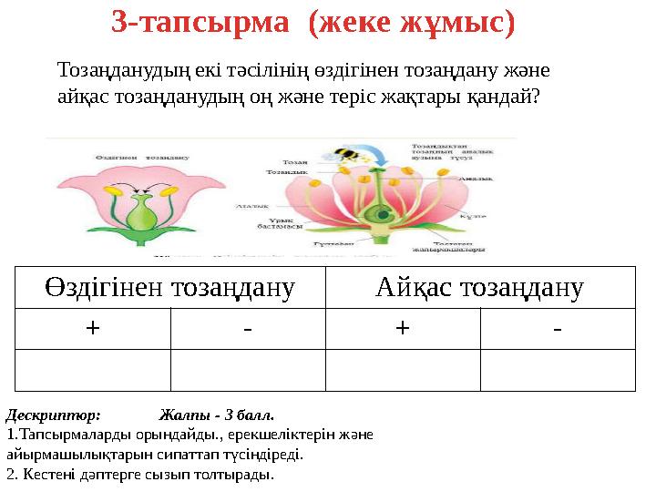 3-тапсырма (жеке жұмыс) Тозаңданудың екі тәсілінің өздігінен тозаңдану және айқас тозаңданудың оң және теріс жақтары қандай?