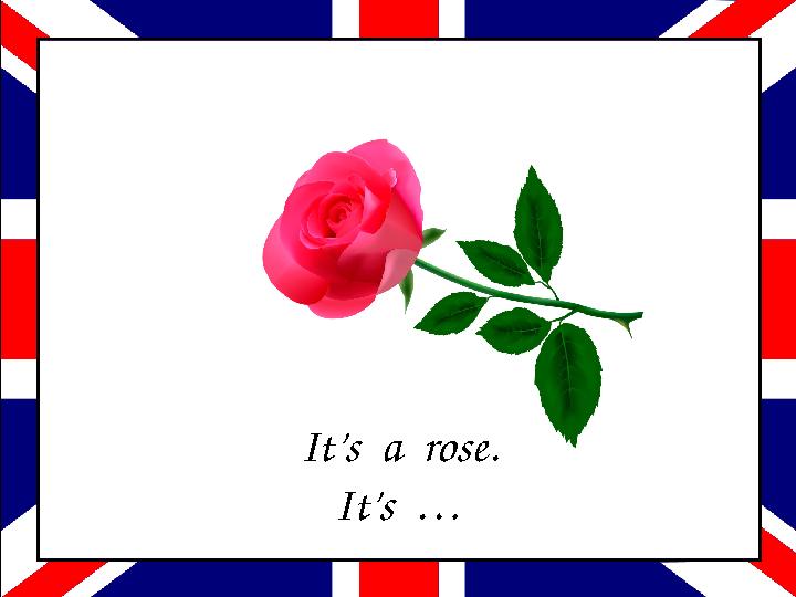 It’s a rose. It’s …