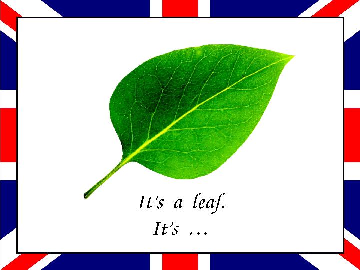 It’s a leaf. It’s …