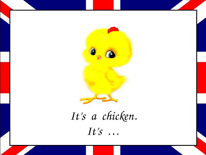 It’s a chicken. It’s …