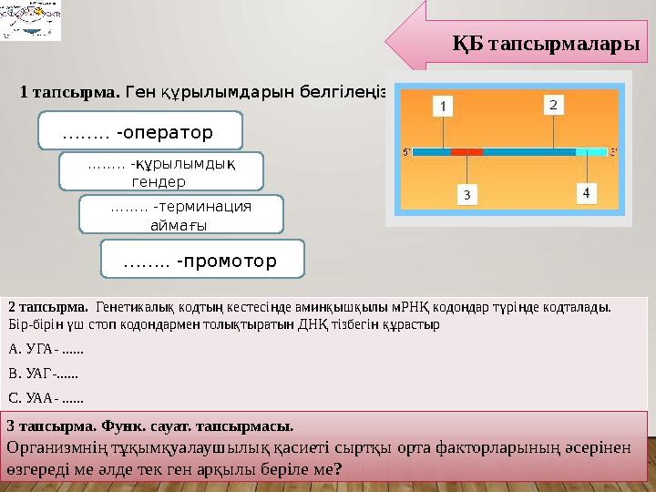 ҚБ тапсырмалары 1 тапсырма. Ген құрылымдарын белгілеңіз …….. -оператор …….. -құрылымдық гендер …….. -терминация аймағы …….