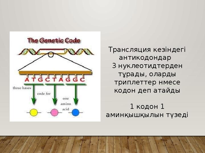 Трансляция кезіндегі антикодондар 3 нуклеотидтерден тұрады, оларды триплеттер нмесе кодон деп атайды 1 кодон 1 аминқышқы