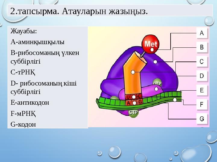 2.тапсырма. Атауларын жазыңыз. Жауабы: A-аминқышқылы B-рибосоманың үлкен суббірлігі C-тРНҚ D- рибосоманың кіші суббірлігі E-а