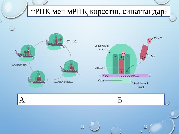 тРНҚ мен мРНҚ көрсетіп, сипаттаңдар? А Б