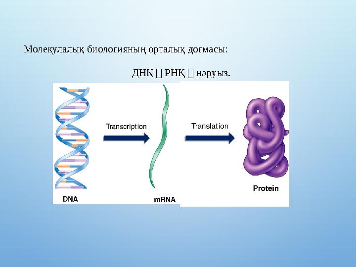 Fig. 9.10 Молекулалық биологияның орталық догмасы: ДНҚ  РНҚ  нәруыз.