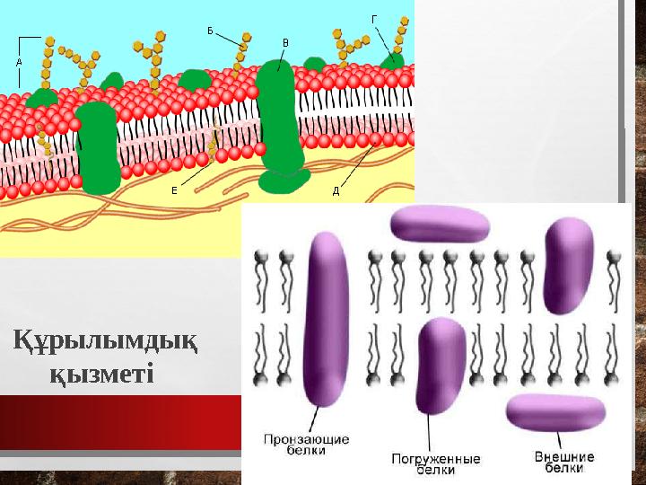 Құрылымдық қызметі