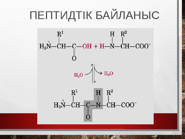 ПЕПТИДТІК БАЙЛАНЫС