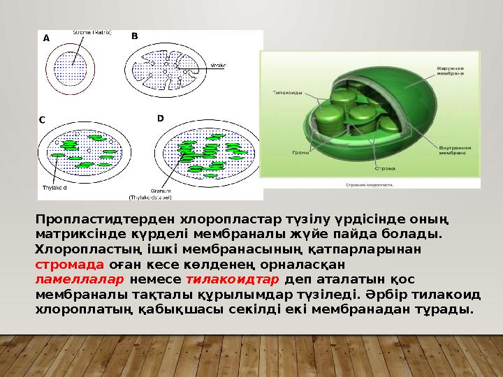 Пропластидтерден хлоропластар түзілу үрдісінде оның матриксінде күрделі мембраналы жүйе пайда болады. Хлоропластың ішкі мембр