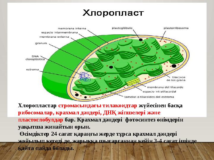 Хлоропластар стромасындағы тилакоидтар жүйесінен басқа рибосомалар, крахмал дәндері, ДНҚ жіпшелері және пластоглобулдар бар.