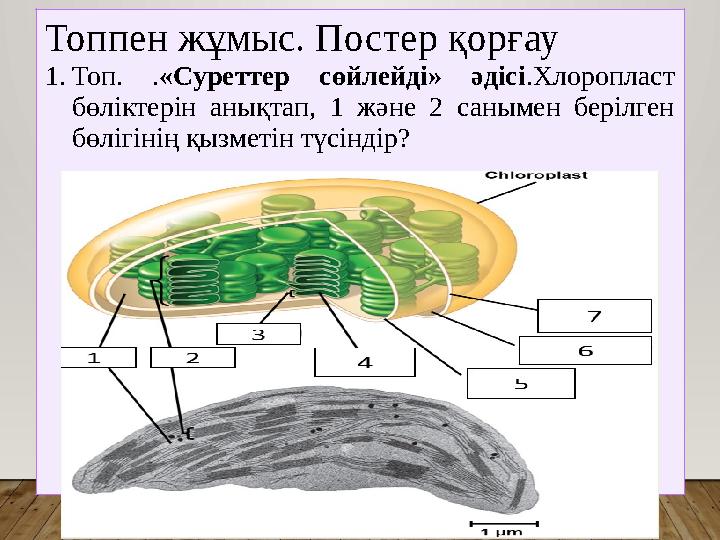 Топпен жұмыс. Постер қорғау 1.Топ. .«Суреттер сөйлейді» әдісі.Хлоропласт бөліктерін анықтап, 1 және 2 санымен берілген бөлігі