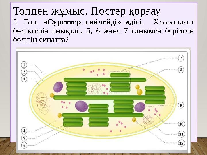 Топпен жұмыс. Постер қорғау 2. Топ. «Суреттер сөйлейді» әдісі. Хлоропласт бөліктерін анықтап, 5, 6 және 7 санымен берілген б