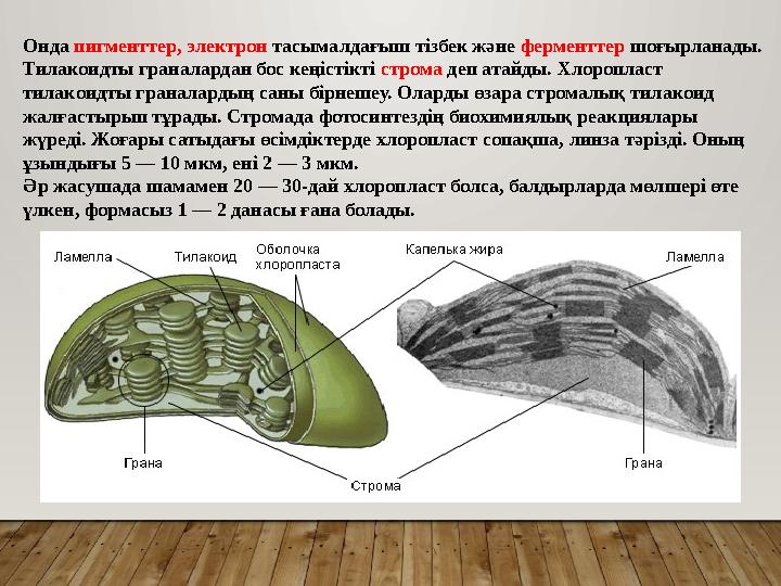 Онда пигменттер, электрон тасымалдағыш тізбек және ферменттер шоғырланады. Тилакоидты граналардан бос кеңістікті строма деп ат