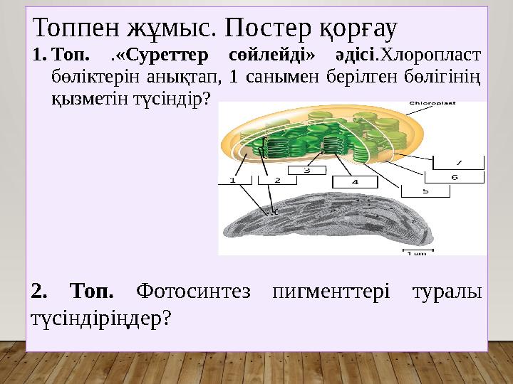 Топпен жұмыс. Постер қорғау 1.Топ. .«Суреттер сөйлейді» әдісі.Хлоропласт бөліктерін анықтап, 1 санымен берілген бөлігінің қыз