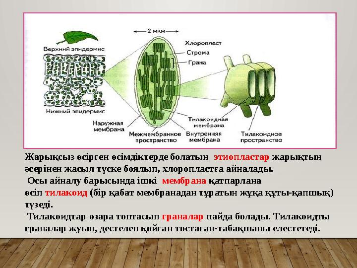 Жарықсыз өсірген өсімдіктерде болатын этиопластар жарықтың әсерінен жасыл түске боялып, хлоропластға айналады. Осы айналу ба