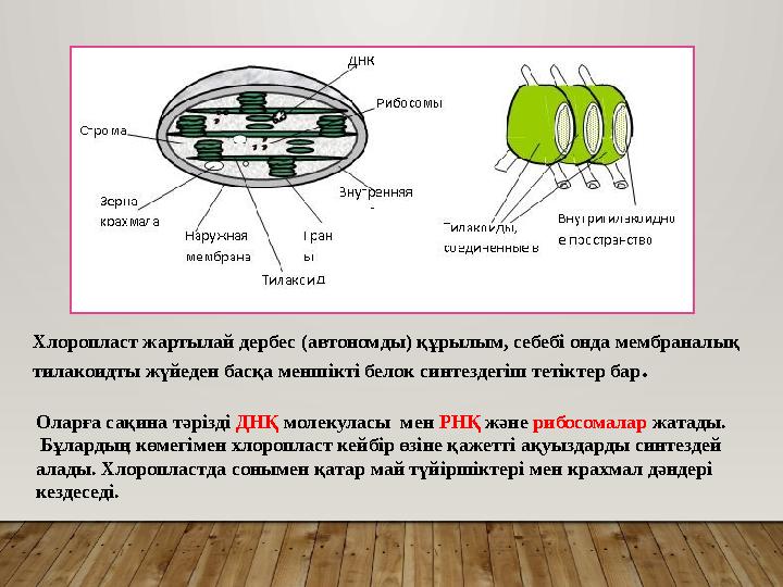 Хлоропласт жартылай дербес (автономды) құрылым, себебі онда мембраналық тилакоидты жүйеден басқа меншікті белок синтездегіш те