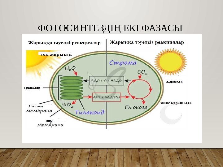 ФОТОСИНТЕЗДІҢ ЕКІ ФАЗАСЫ