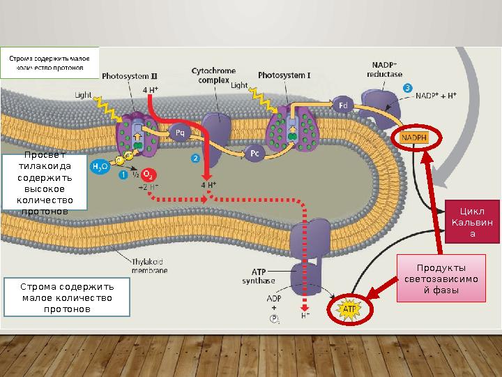 Продукты светозависимо й фазы Цикл Кальвин а Строма содержить малое количество протонов Просвет тилакоида содержить высо