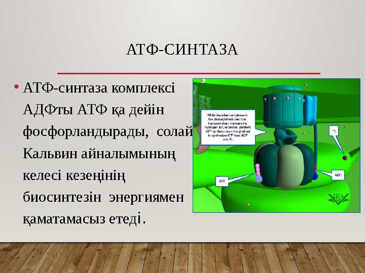 ATФ-СИНТАЗА •АТФ-синтаза комплексі АДФты АТФ қа дейін фосфорландырады, солай Кальвин айналымының келесі кезеңінің биосин