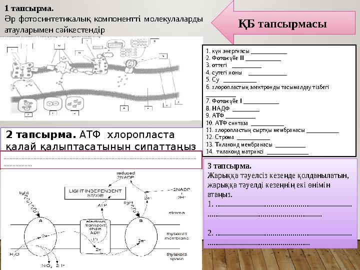 ҚБ тапсырмасы 1 тапсырма. Әр фотосинтетикалық компонентті молекулаларды атауларымен сәйкестендір 1. күн энергиясы ________