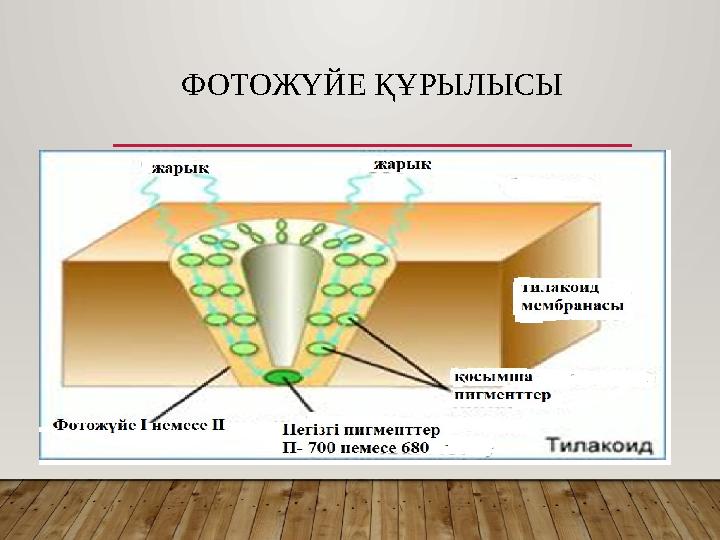 ФОТОЖҮЙЕ ҚҰРЫЛЫСЫ