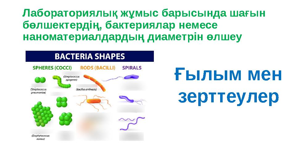 Лабораториялық жұмыс барысында шағын бөлшектердің, бактериялар немесе наноматериалдардың диаметрін өлшеу Ғылым мен зерттеулер