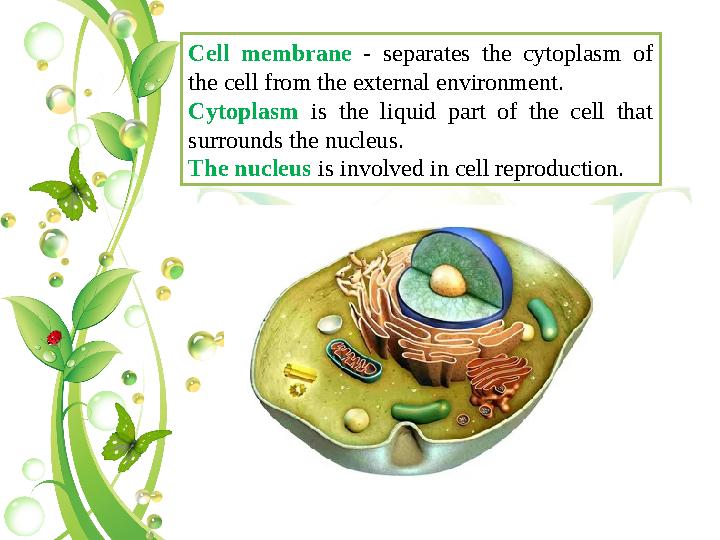 Cell membrane - separates the cytoplasm of the cell from the external environment. Cytoplasm is the liquid part of the cell th