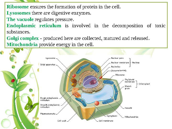 Ribosome ensures the formation of protein in the cell. Lysosomes there are digestive enzymes. The vacuole regulates pressure. E