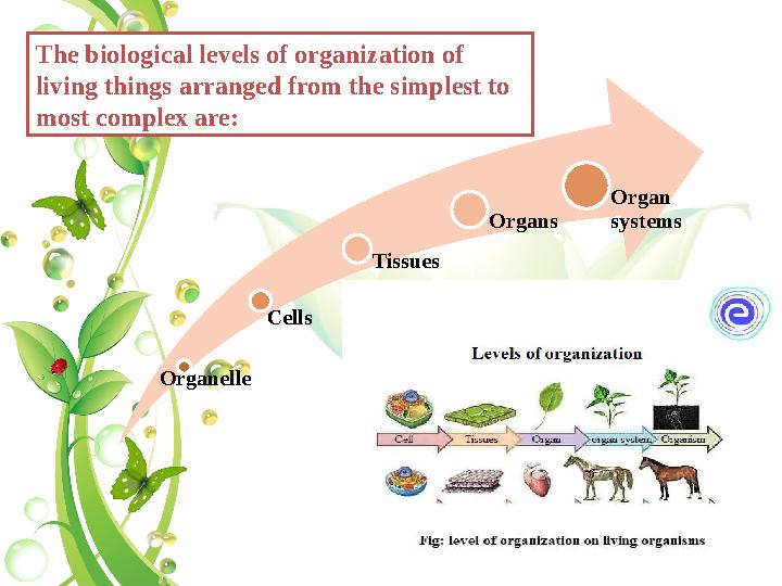 Organelle Cells Tissues Organs Organ systems The biological levels of organization of living things arranged from the simples