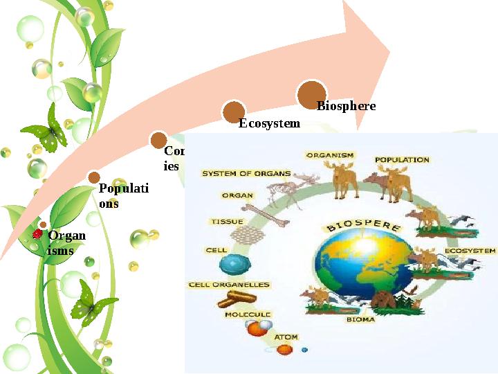 Organ isms Populati ons Communit ies Ecosystem Biosphere