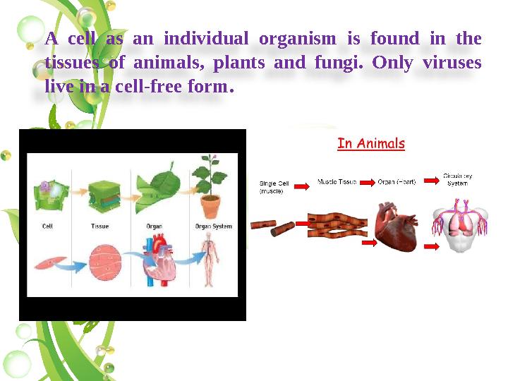 A cell as an individual organism is found in the tissues of animals, plants and fungi. Only viruses live in a cell-free form