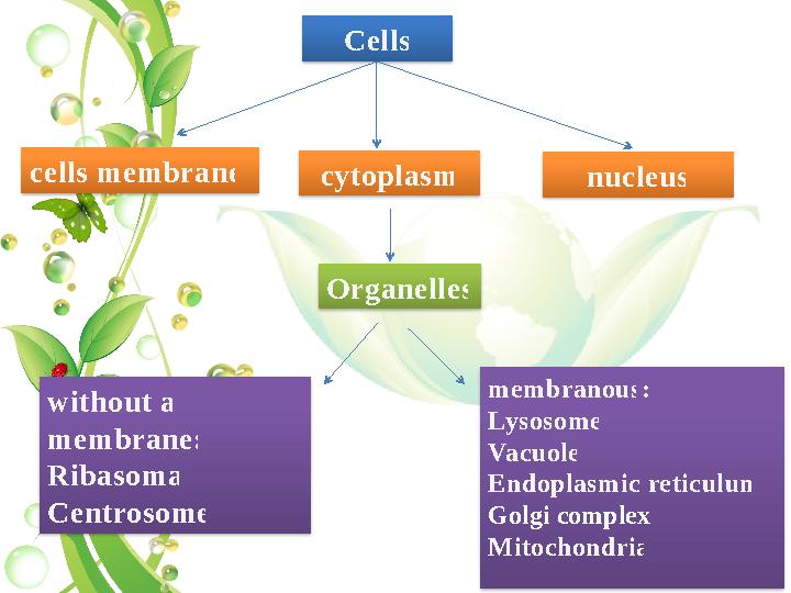 Cells cells membrane cytoplasm nucleus Organelles without a membrane: Ribasoma Centrosome membranous : Lysosome Vacuole