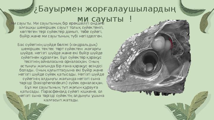 ¿Бауырмен жорғалаушылардың ми сауыты ! Ми сауыты. Ми сауытының бір ерекшелігі ондағы алғашқы шеміршек сауыт толық сүй