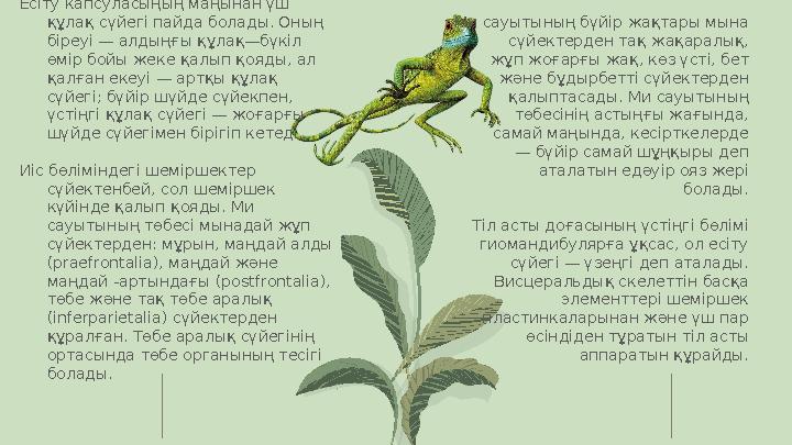 Ми сауытының бүйір жақтары мына сүйектерден тақ жақаралық, жұп жоғарғы жақ, көз үсті, бет және бұдырбетті сүйектерден қ