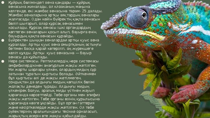 ●Құйрық бөліміндегі вена қандары — құйрық венасына жиналады, ол клоаканың маңына келгенде, екі жамбас венасына тарам-