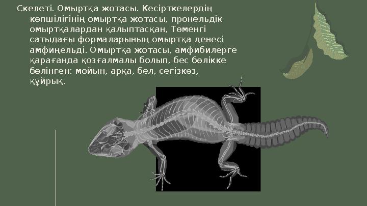 Скелеті. Омыртқа жотасы. Кесірткелердің көпшілігінің омыртқа жотасы, пронельдік омыртқалардан қалыптасқан, Төменгі сатыдағы
