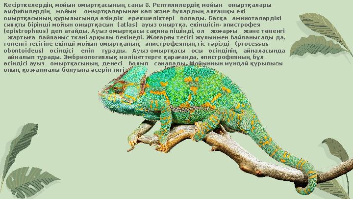Кесірткелердің мойын омыртқасының саны 8. Рептилилердіқ мойын омыртқалары амфибилердің мойын омыртқаларынан көп