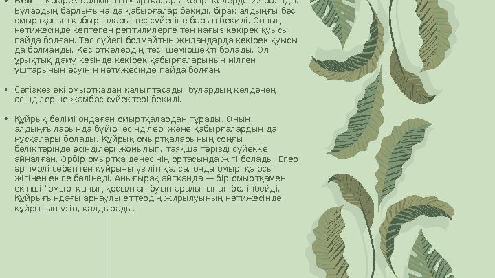 •Бел — көкірек бөлімінің омыртқалары кесірткелерде 22 болады. Бұлардың барлығына да қабырғалар бекиді, бірақ алдыңғы