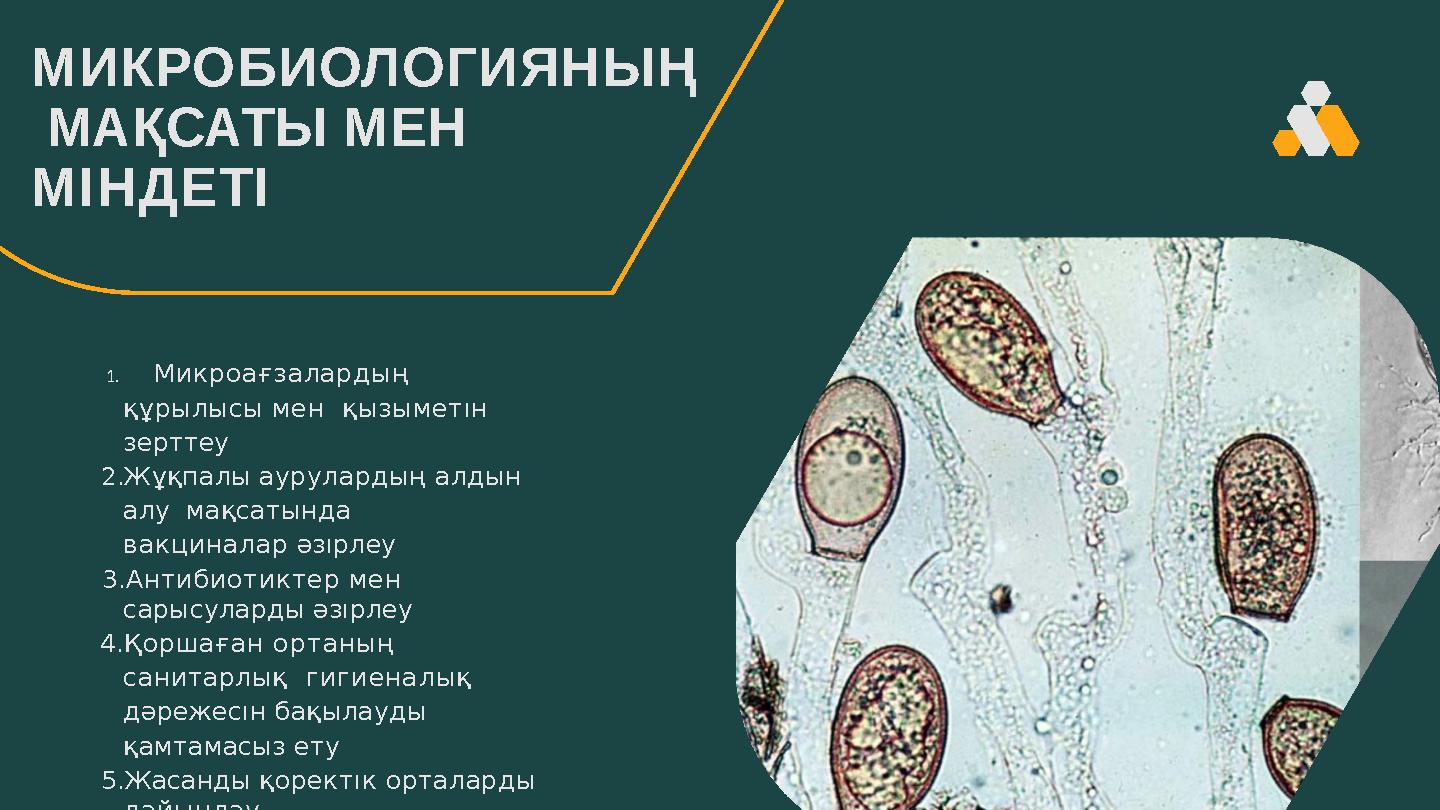 МИКРОБИОЛОГИЯНЫҢ МАҚСАТЫ МЕН МІНДЕТІ 1.Микроағзалардың құрылысы мен қызыметıн зерттеу 2.Жұқпалы аурулардың алдын алу ма