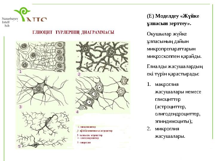 (E) Моделдеу «Жүйке ұлпасын зерттеу». Оқушылар жүйке ұлпасының дайын микропрепараттарын микроскоппен қарайды. Глиалды жасуша