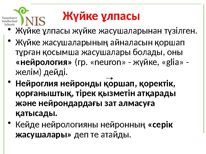 Жүйке ұлпасы •Жүйке ұлпасы жүйке жасушаларынан түзілген. •Жүйке жасушаларының айналасын қоршап тұрған қосымша жасушалары бола