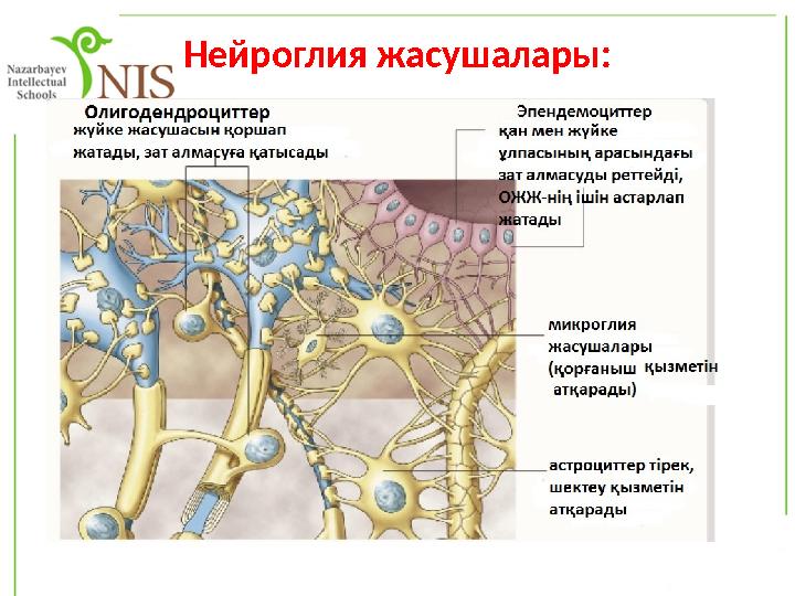 Нейроглия жасушалары: