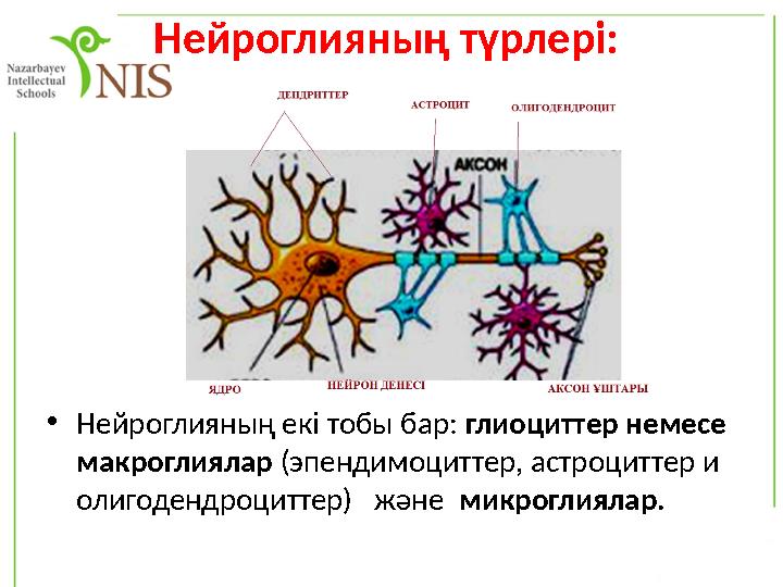 Нейроглияның түрлері: •Нейроглияның екі тобы бар: глиоциттер немесе макроглиялар (эпендимоциттер, астроциттер и олигодендроци