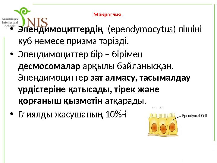 Макроглия. •Эпендимоциттердің (ependymocytus) пішіні куб немесе призма тәрізді. •Эпендимоциттер бір – бірімен десмосомалар