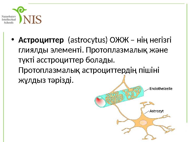 •Астроциттер (astrocytus) ОЖЖ – нің негізгі глиялды элементі. Протоплазмалық және түкті асстроциттер болады. Протоплазмалық
