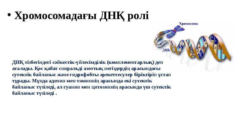 •Хромосомадағы ДНҚ ролі ДНҚ тiзбегiндегi сәйкестiк-үйлесiмдiлiк (комплементарлық) деп аталады. Қос қабат спиральдi азоттық негi