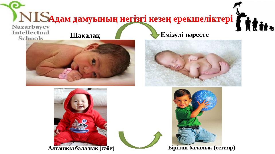 Адам дамуының негізгі кезең ерекшеліктері Шақалақ Емізулі нәресте Алғашқы балалық (сәби) Бірінші балалық (естияр)