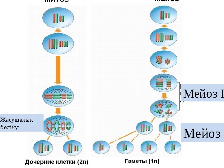 Мейоз І Мейоз ІІ Жасушаның бөлінуі