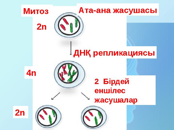 Mитоз Ата-ана жасушасы ДНҚ репликациясы 2 Бірдей еншілес жасушалар 4n 2n 2n