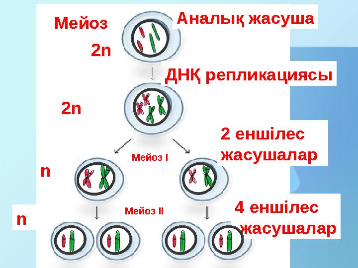 Meйоз ДНҚ репликациясы 2 еншілес жасушалар 4 еншілес жасушалар Аналық жасуша Meйоз I Meйоз II 2n n n 2n