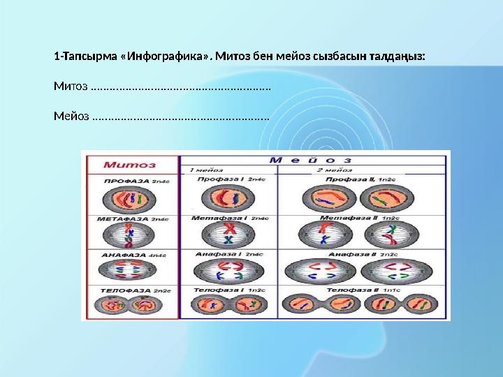 1-Тапсырма «Инфографика». Митоз бен мейоз сызбасын талдаңыз: Митоз ......................................................... Мей